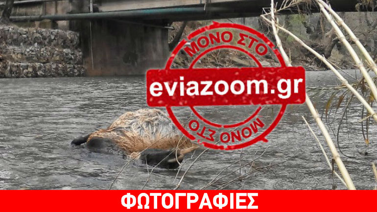 Εύβοια: Το ποτάμι γέμισε νεκρά πρόβατα